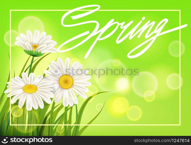 Spring daisies background fresh green grass, pleasant juicy spring colors. Spring daisies background fresh green grass, pleasant juicy spring colors. Spring handwriting Lettering. Vector, template, illustration, isolated