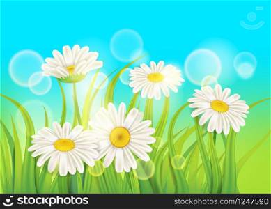 Spring daisies background fresh green grass. Spring daisies background fresh green grass, pleasant juicy spring colors, vector, illustration, template, banner, isolated