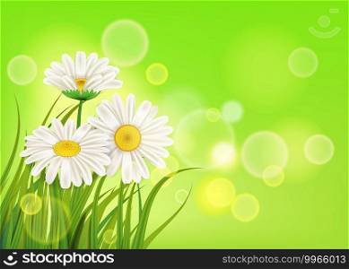 Spring daisies background fresh green grass. Spring daisies background fresh green grass, pleasant juicy spring colors, vector, illustration, template, banner, isolated
