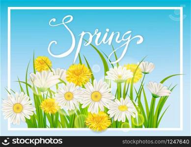 Spring daisies, chamomiles dandelions juicy green lettering Spring grass background. Spring daisies, chamomiles dandelions juicy green lettering. Spring grass background Template for banners, web, flyer. Vector illustration isolated.