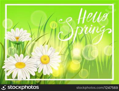 Spring daisies, chamomiles juicy green, lettering Spring, grass background. Spring daisies, chamomiles juicy green, lettering Spring, grass background Template for banners, web, flyer. Vector illustration isolated.
