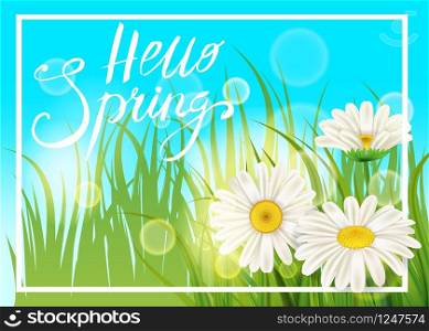 Spring daisies, chamomiles juicy green, lettering Spring, grass background. Spring daisies, chamomiles juicy green, lettering Spring, grass background Template for banners, web, flyer. Vector illustration isolated.