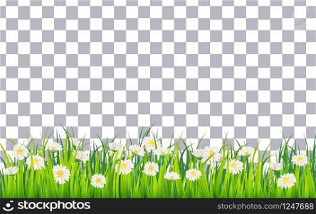 Spring field of flowers of daisies, chamomile and green juicy grass, meadow. Spring field of flowers of daisies, chamomile and green juicy grass, meadow. Vector, illustration, isolated, template, banner, flyer