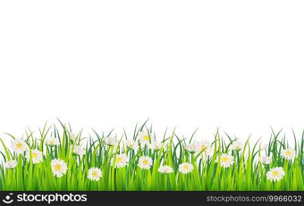 Spring field of flowers of daisies, chamomile and green juicy grass, meadow. Spring field of flowers of daisies, chamomile and green juicy grass, meadow. Vector, illustration, isolated, template, banner, flyer