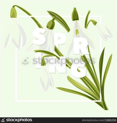 Spring floral background with beautiful snowdrop flowers. Multicoloured greeting card on green background .Vector illustration. Spring floral background with beautiful snowdrop flowers