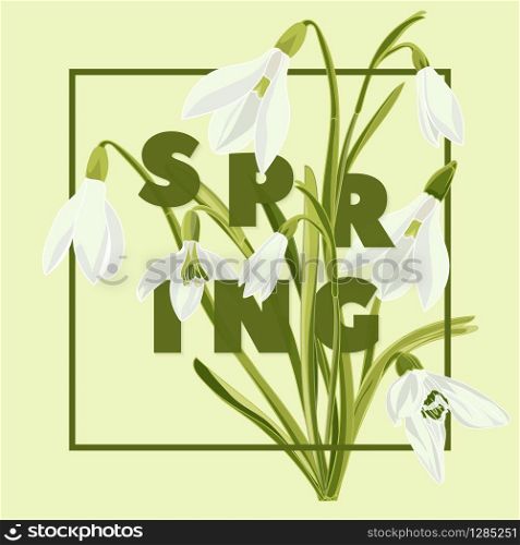 Spring floral background with beautiful snowdrop flowers. Multicoloured greeting card on green background .Vector illustration. Spring floral background with beautiful snowdrop flowers
