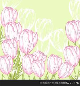 Spring floral background with pink tulips. Vector card.. Spring floral background with pink tulips. Vector card