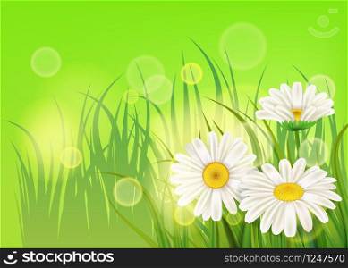 Spring flower daisy juicy, chamomiles green grass background. Spring flower daisy juicy, chamomiles green grass background Template for banners, web, flyer. Vector illustration isolated.