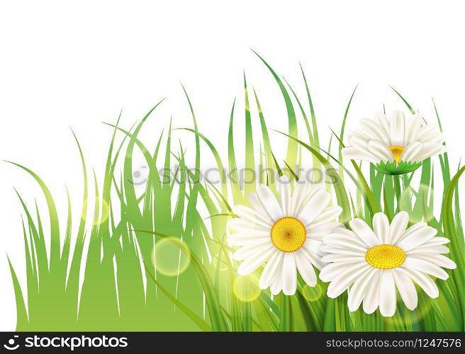 Spring flower daisy juicy, chamomiles green grass background. Spring flower daisy juicy, chamomiles green grass background Template for banners, web, flyer. Vector illustration isolated.