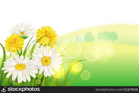 Spring flower daisy juicy, chamomiles yellow dandelions green grass background. Spring flower daisy juicy, chamomiles yellow dandelions green grass background Template for banners, web, flyer. Vector illustration isolated.