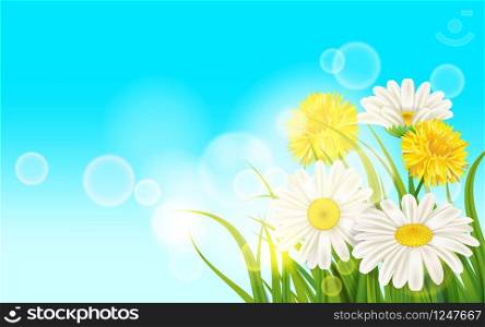 Spring flower daisy juicy, chamomiles yellow dandelions green grass background. Spring flower daisy juicy, chamomiles yellow dandelions green grass background Template for banners, web, flyer. Vector illustration isolated.