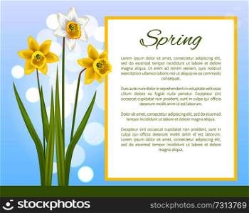 Spring flower poster with text and daffodil narcissus bulbous plant, flowers with white outer petals and yellow cup in center, vector illustration. Spring Flower Poster with Text Daffodil Narcissus