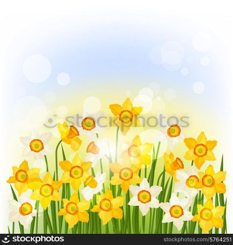 Spring flowers narcissus natural background.