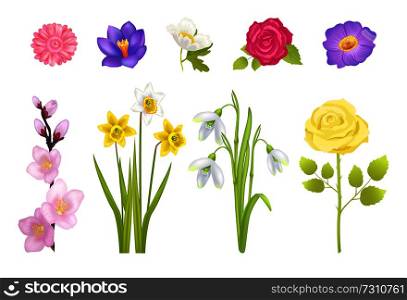 Spring flowers set of rose and gerbera leaves, narcissus of yellow color, glass and decoration, poster and snowdrops vector illustration isolated on white. Spring Flowers Set Poster Vector Illustration