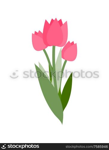 Spring flowers vector, isolated icon of tulips with long leaves. Symbol of international womens day, bouquet decoration. Bright decor flora blooming. Pink Tulips with Green Foliage, Flowers Vector
