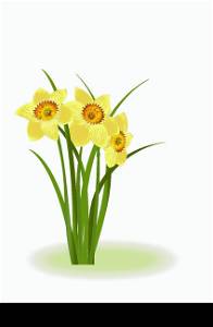 Spring Flowers. Yellow narcissus on white background with space for your text. Vector eps10 illustration