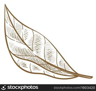 Spring foliage and natural leaves, leafage of summer season. Minimalist flora, symbol of ecology and organic production. Wilderness and decor, botany monochrome sketch outline. Vector in flat style. Natural leaf of bush or tree spring foliage sketch