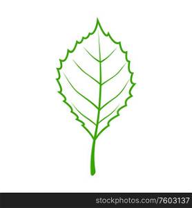 Spring foliage, leaf outline skeleton. Vector ash tree or elm frondage, botanical green element. Botanical leaf icon, ash tree or elm foliage