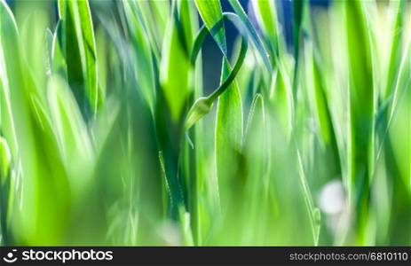 Spring grass. Summer nature. Bokeh blurred background.. The spring grass. Blur background. Bokeh blurred background