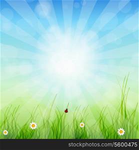 Spring green background. Grass and sun