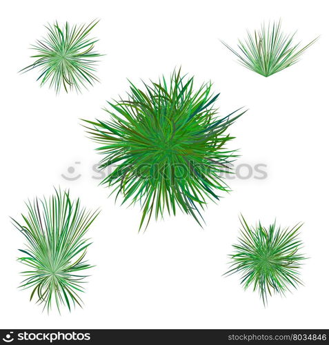 Spring Green Grass. Spring Green Grass Isolated on White Background