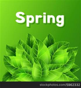 Spring illustration with bunch of green leaves. Card template or ecology concept floral design for packaging, greeting cards and advertising.
