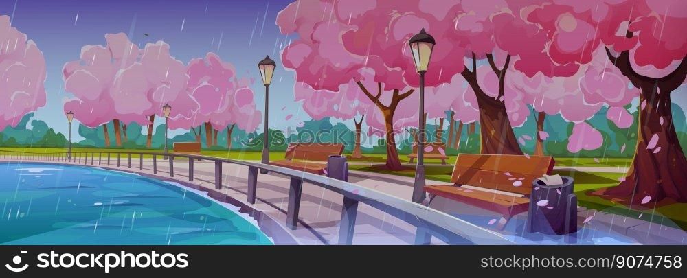 Spring landscape with embankment, japanese sakura trees, lake and benches in rain. Park or garden with chinese cherry trees on river shore in rainy weather, vector cartoon illustration. Spring landscape with embankment and sakura trees