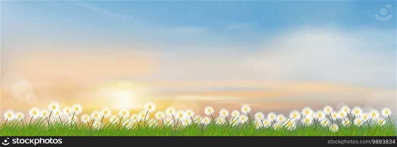 Spring lanscape with morning sky and green grass fields, Natural farm land with tiny daisy flowers and meadow with sunset,Vector illustration Holizontal for spring and summer background