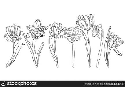 Spring line art flower ,isolate on white background Easter design for coloring books.. Spring line art flower narcissus and tulips, isolate on white background