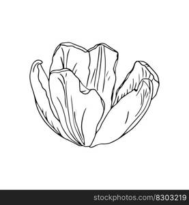 Spring line art flower ,isolate on white background Easter design for coloring books.. Spring line art tulip flower ,isolate on white background