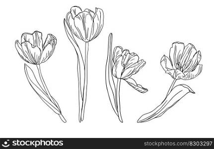 Spring line art flower ,isolate on white background Easter design for coloring books.. Spring line art tulips flower set ,isolate on white background