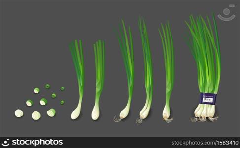 Spring onions fresh and spring onions shredded collections, design isolated on white background, Eps 10 vector illustration