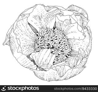 Spring or summer blossom, isolated blooming flower with tender petals. Flourishing and adornment, realistic wildflowers or plant. Monochrome sketch outline. Vector in flat style illustration. Blooming flower with petals, monochrome sketch