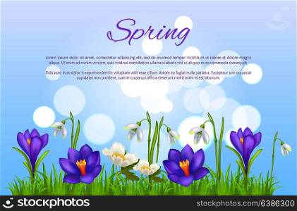 Spring poster greeting card with pasque purple flowers, gentle crocuses, anemone springtime blossoms and snowdrops in grass vector illustration isolated. Spring Poster Greeting Card Springtime Flowers