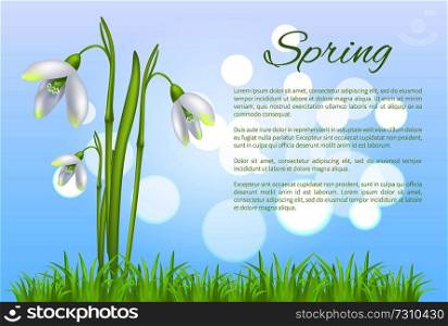 Spring poster with text and snowdrop galanthus bell shaped flower vector illustration isolated on blurred blue sky background and green grass. Spring Poster with Text and Snowdrop Galanthus Bud