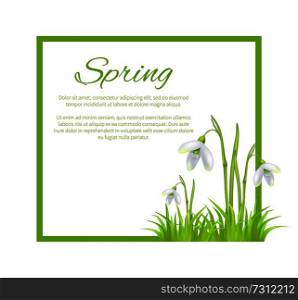 Spring poster with text in frame and colorful snowdrop galanthus bell shaped flowers vector isolated on white background. Fierst spring blooming plants. Spring Poster with Text in Frame Colorful Flowers