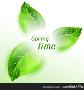 Spring time illustration with green leaves. Card template or ecology concept of floral design for packaging, greeting cards and advertising.