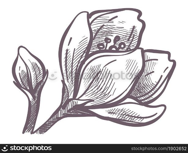 Springtime flowers and blossom, isolated flora with tender petals. Blooming in spring season, herbal composition. Sakura or cherry in flourishing. Monochrome sketch outline, vector in flat style. Flower in blossom, flora of trees in spring season