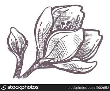 Springtime flowers and blossom, isolated flora with tender petals. Blooming in spring season, herbal composition. Sakura or cherry in flourishing. Monochrome sketch outline, vector in flat style. Flower in blossom, flora of trees in spring season