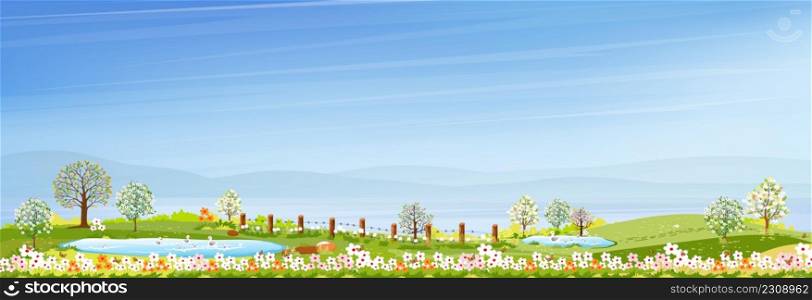 Springtime with blue sky and green meadow on hills,Vector cartoon Spring or Summer village by the lake, Panoramic countryside landscape of farmland with family ducks swimming on the pond.