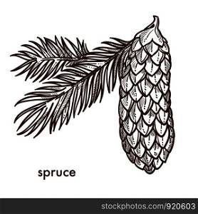 Spruce branch of tree, leaves and cone isolated icon vector. Monochrome sketch outline, symbolic plant of winter holidays, Christmas vegetation and sign. Conifer family, seasonal decor of homes. Spruce branch of tree, leaves and cone isolated icon