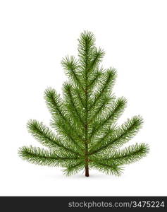 Spruce, high-quality