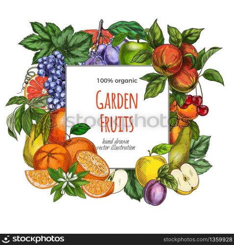 Square banner template. Garden fruits, colored hand drawn vector illustrations.