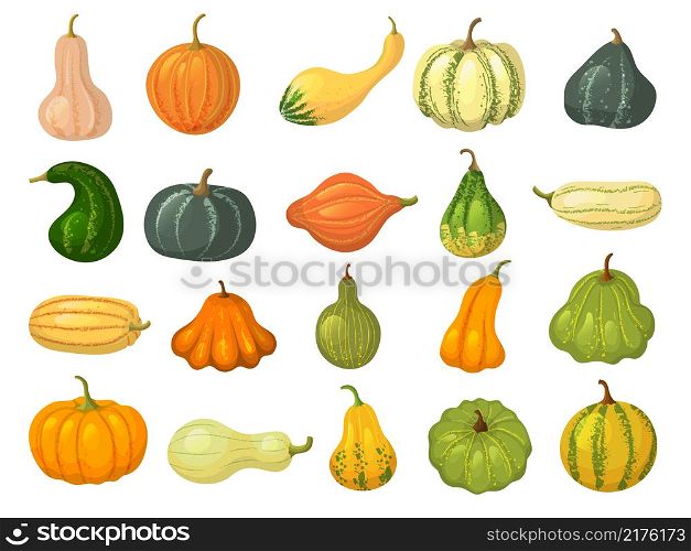 Squash collections. Organic natural healthy food autumn vegetables pumpkin collection isolated recent vector squash pictures in cartoon style. Illustration squash organic food, autumn vegetable. Squash collections. Organic natural healthy food autumn vegetables pumpkin collection isolated recent vector squash pictures in cartoon style