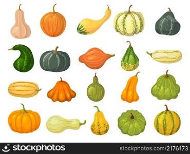 Squash collections. Organic natural healthy food autumn vegetables pumpkin collection isolated recent vector squash pictures in cartoon style. Illustration squash organic food, autumn vegetable. Squash collections. Organic natural healthy food autumn vegetables pumpkin collection isolated recent vector squash pictures in cartoon style