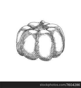 Squash or pumpkin isolated monochrome vegetable. Vector vegetarian pumpkin food. Pumpkin isolated vegetable