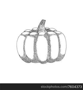 Squash or pumpkin isolated monochrome vegetable. Vector vegetarian pumpkin food. Pumpkin isolated vegetable