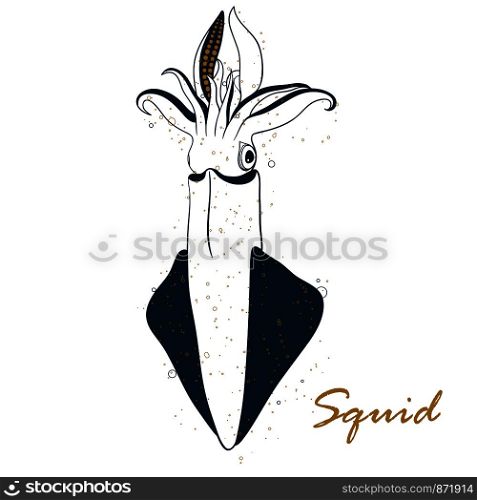 Squid hand drawn vector illustration isolated on white background. Seafood, fish market label, infographics, food packaging or underwater sea animal themes design.. Squid hand drawn vector illustration isolated on white background. Seafood, fish market label, infographics, food packaging or underwater sea animal themes design