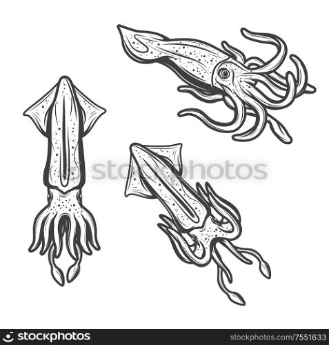 Squid icons, seafood cephalopod cuttlefish isolated sketch engraving. Vector marine underwater animal, sea fishing or ocean fisher catch, fishery sea food gourmet and oceanarium symbol. Squids, seafood and fishing monochrome icons