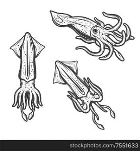 Squid icons, seafood cephalopod cuttlefish isolated sketch engraving. Vector marine underwater animal, sea fishing or ocean fisher catch, fishery sea food gourmet and oceanarium symbol. Squids, seafood and fishing monochrome icons